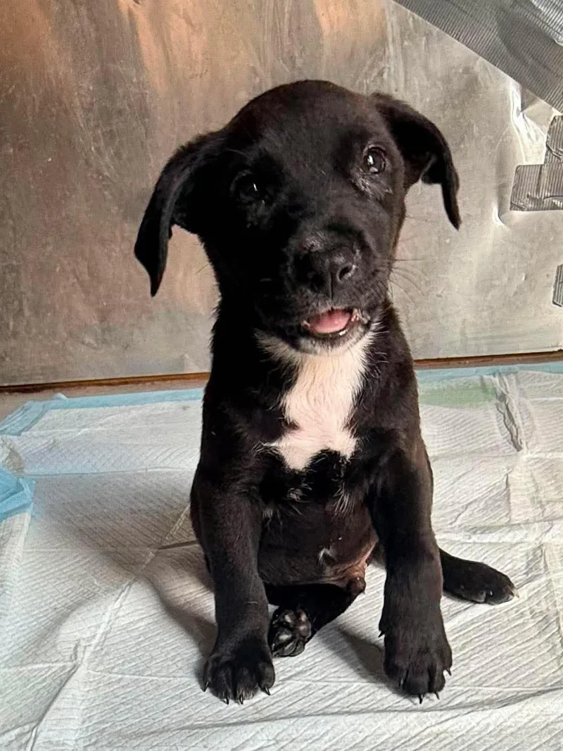 A baby medium-sized male Black Pit Bull Terrier dog named Klondike for adoption in Ayden, NC