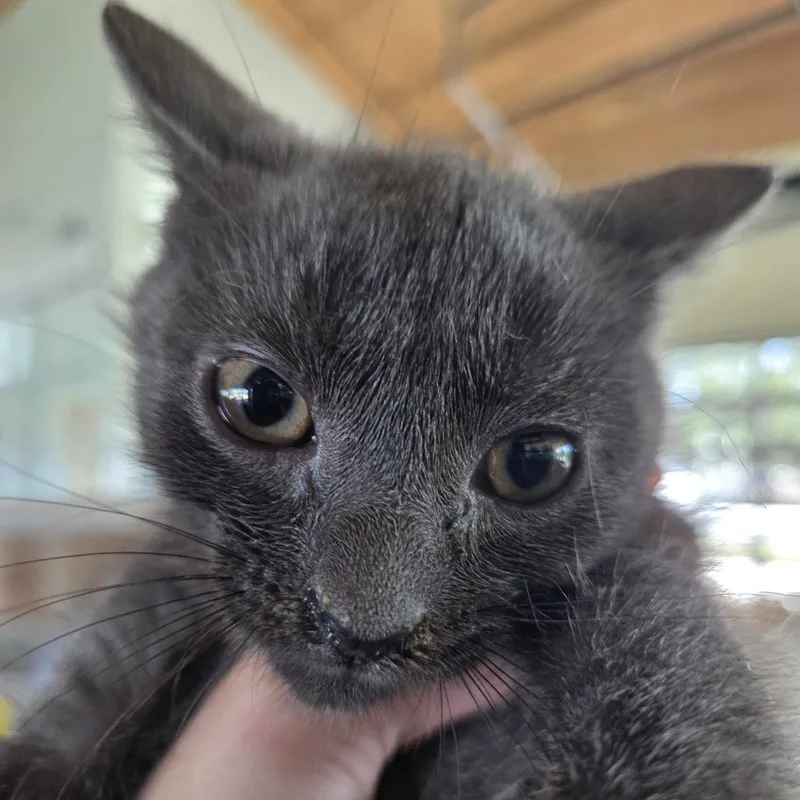 A baby small-sized male Gray / Blue / Silver Domestic Short Hair cat named Timone for adoption in Leander, TX