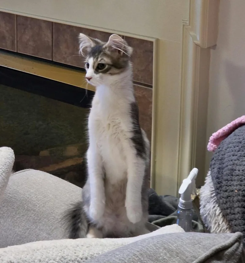 A baby medium-sized male Domestic Medium Hair cat named Hawk for adoption in Maineville, OH