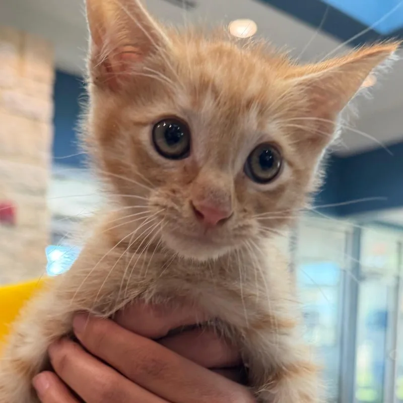 A baby small-sized male Orange / Red Domestic Short Hair cat named Sterling for adoption in Midland, TX