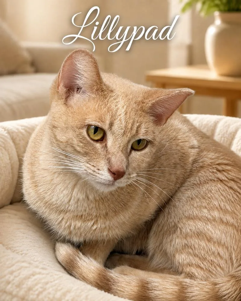 A young medium-sized female Domestic Short Hair cat named Lillypad for adoption in Chicago, IL