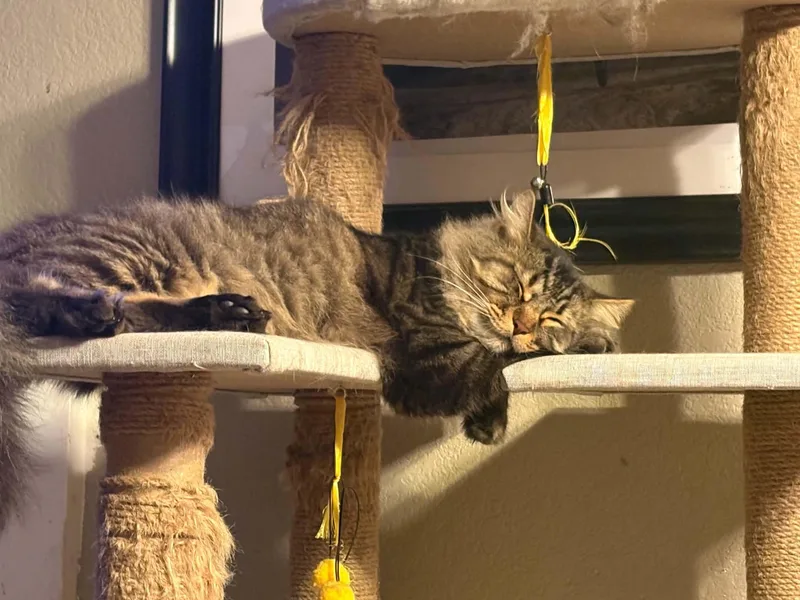 An adult large-sized male Domestic Long Hair cat named Bubba for adoption in Rio Linda, CA