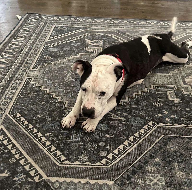 An adult large-sized female Pit Bull Terrier dog named Victoria for adoption in Arlee, MT