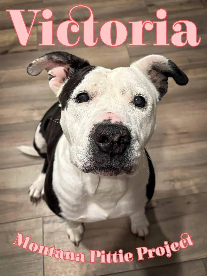 Victoria thumbnail 2