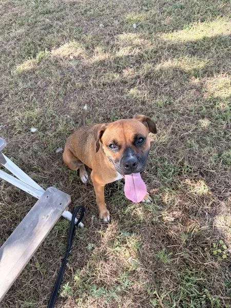 A young large-sized female Mixed Breed dog named Layla for adoption in Austin, TX