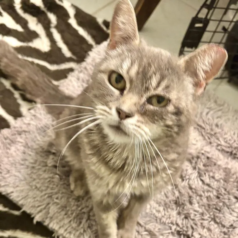 A young medium-sized female Gray / Blue / Silver Domestic Short Hair cat named Sally for adoption in Gordonsville, TN