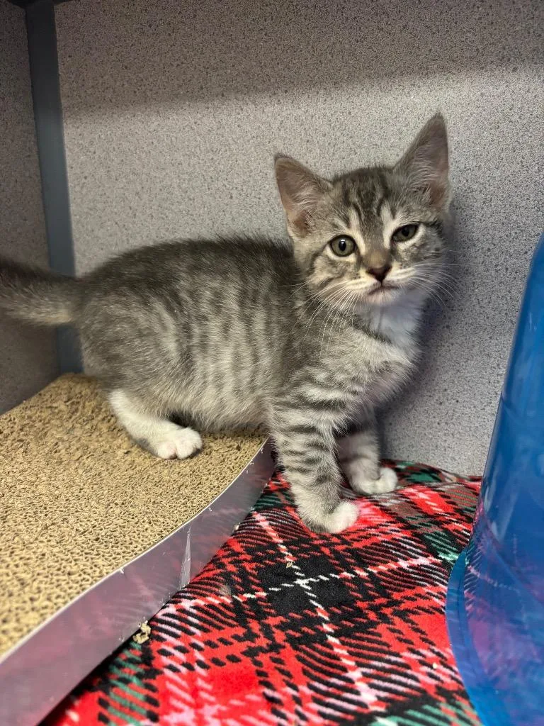 A baby large-sized male Domestic Medium Hair cat named Koala for adoption in Liverpool, NY