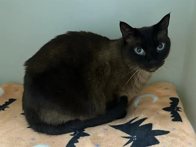An adult large-sized male Siamese cat named Elwood for adoption in McKinleyville, CA