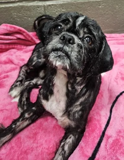 An adult small-sized male Shih Tzu dog named Rupert for adoption in Phoenix, AZ