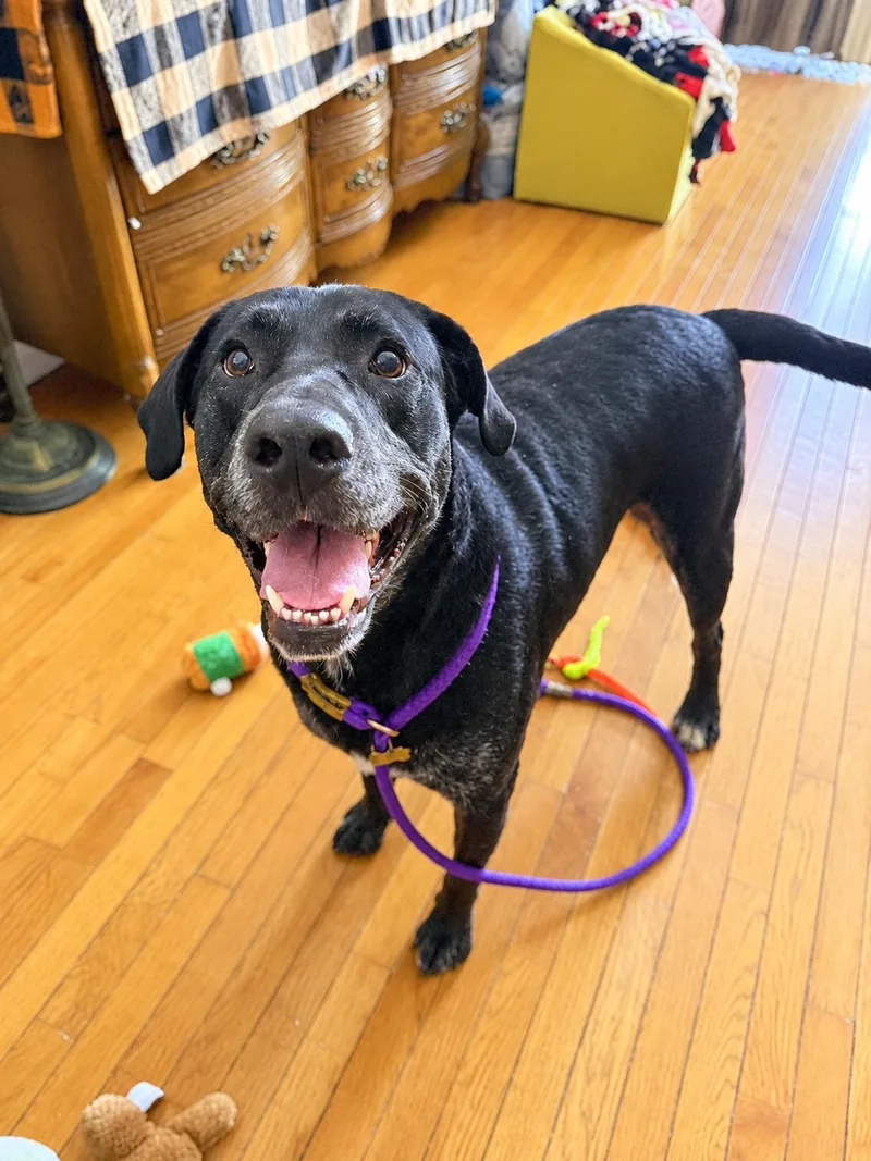 A young large-sized male Black Labrador Retriever dog named Perry for adoption in Elwood, IL