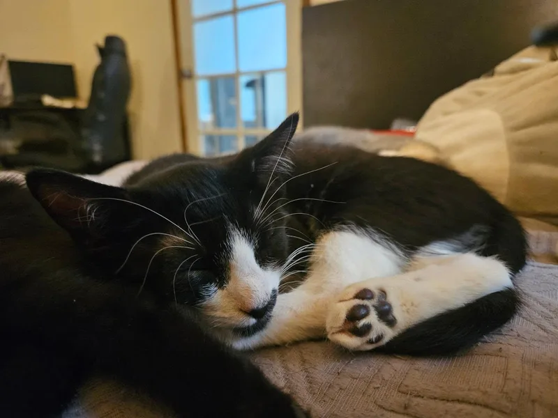 Patterson thumbnail 2