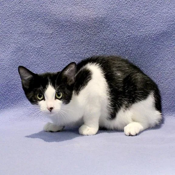 A baby medium-sized male Black & White / Tuxedo Domestic Short Hair cat named Miller for adoption in Overland Park, KS
