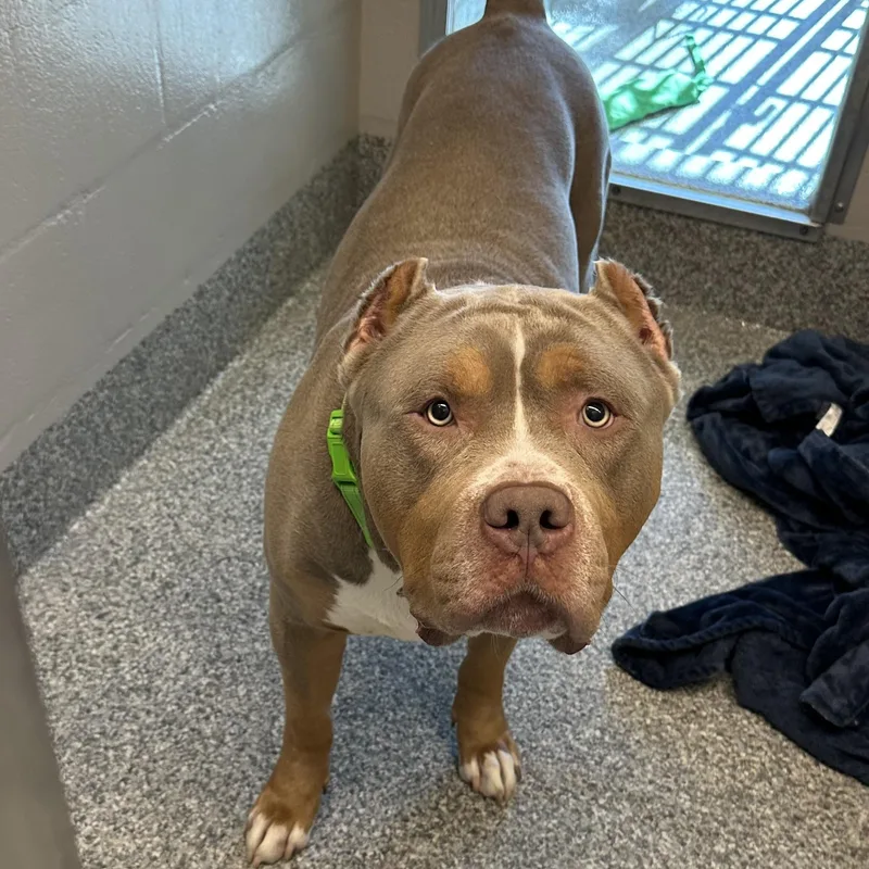 A young extra large-sized male American Bully dog named Bash for adoption in Manassas, VA