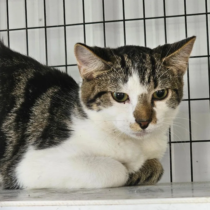 A young small-sized male Brown / Chocolate Domestic Short Hair cat named Imp for adoption in Corydon, IN