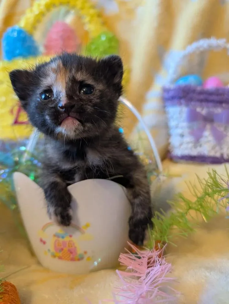 A baby medium-sized female Tortoiseshell cat named Katniss for adoption in Davison, MI