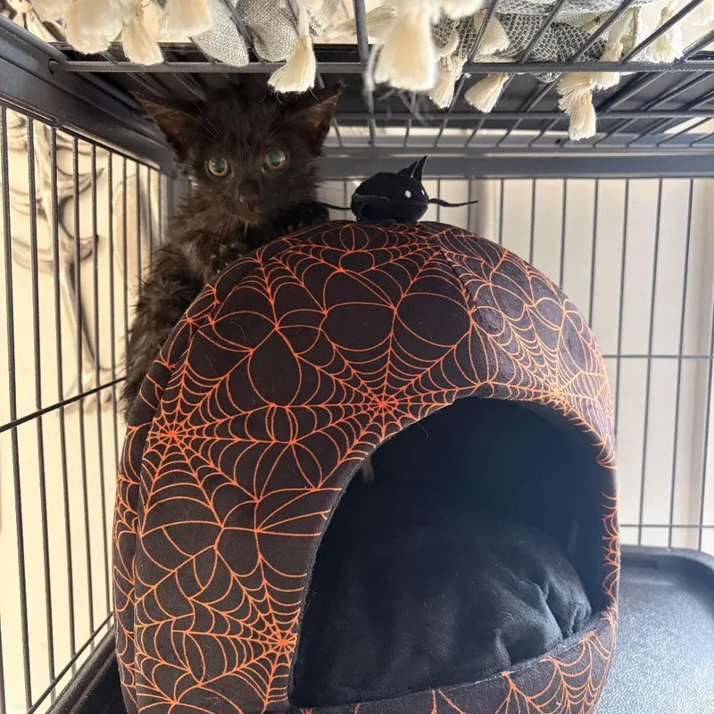 A baby small-sized female Black Domestic Short Hair cat named Spyder for adoption in Granville, OH