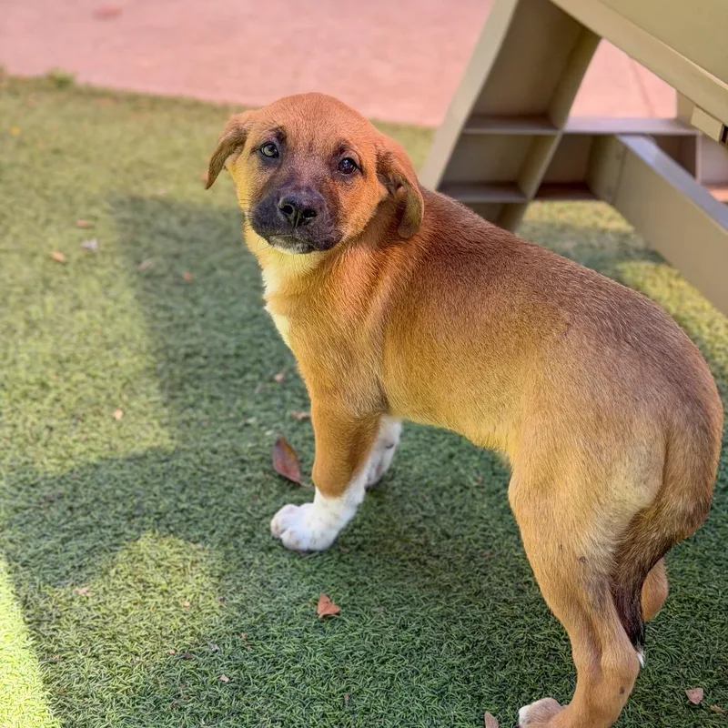 A baby large-sized male Yellow / Tan / Blond / Fawn Anatolian Shepherd dog named Luke Skywalker for adoption in Gainesville, GA