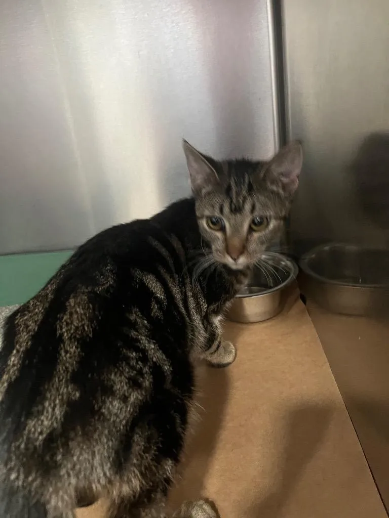 A young large-sized male American Curl cat named Kota for adoption in Cartersville , GA