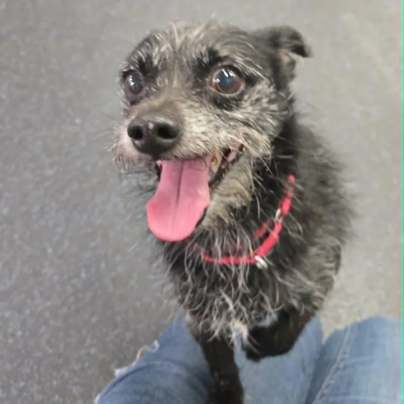 A senior small-sized male Black Chihuahua dog named Usha for adoption in Watertown, WI