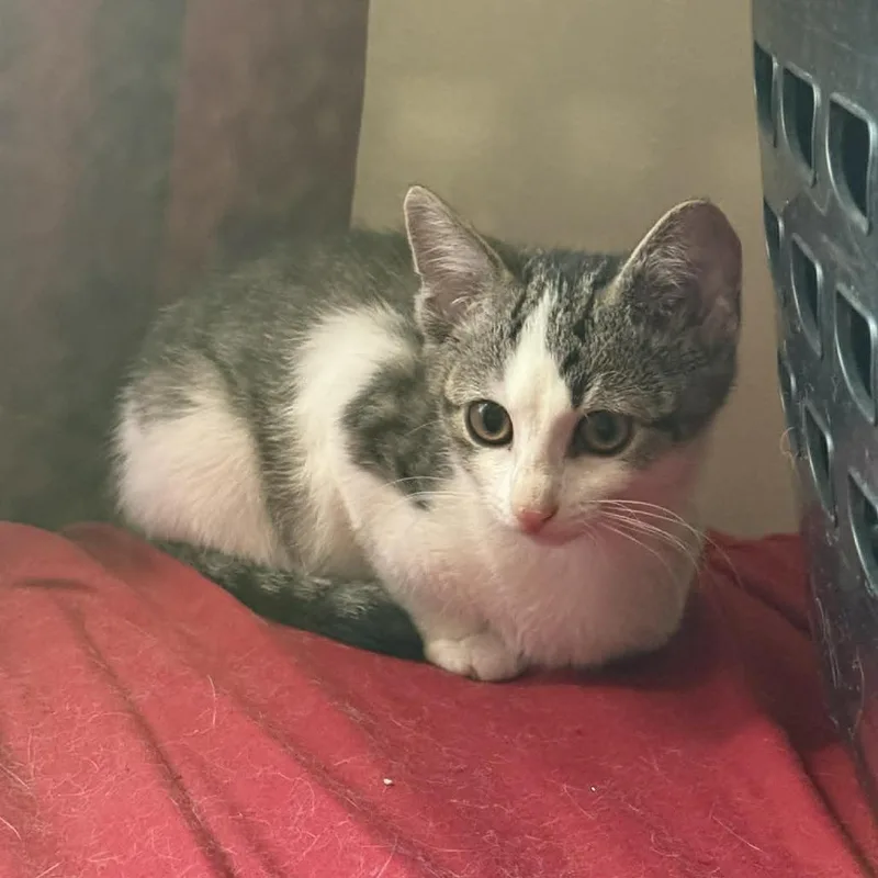 A baby small-sized female Gray / Blue / Silver Domestic Short Hair cat named Possum for adoption in Lyndhurst, VA