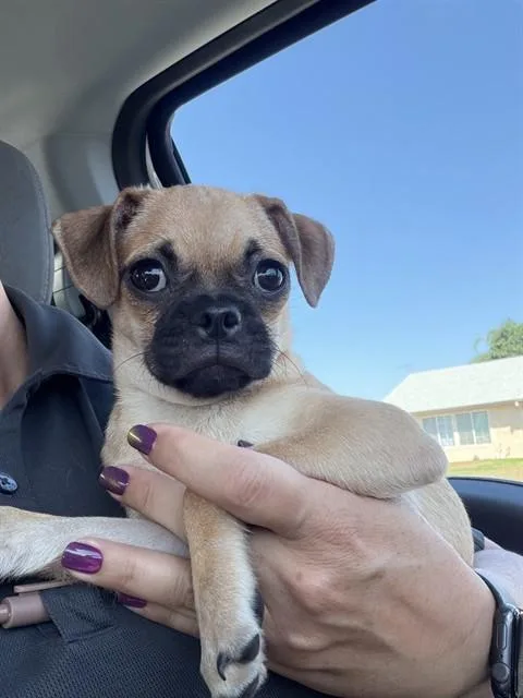 Cocopuff