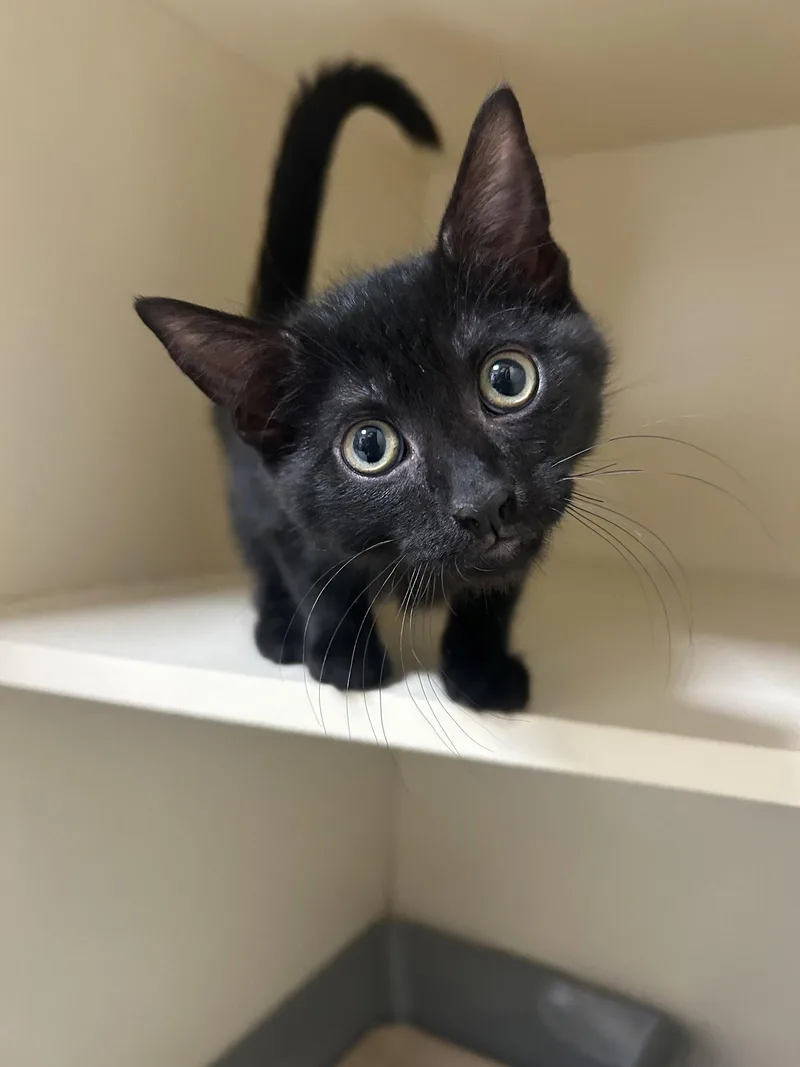 A baby medium-sized male Domestic Short Hair cat named Turbo for adoption in Lancaster, PA