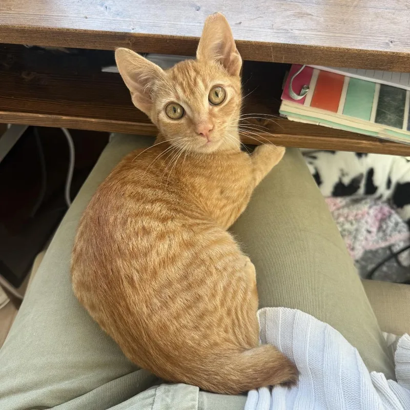 A baby small-sized male Orange / Red Domestic Short Hair cat named Cheeto for adoption in Long Beach, CA