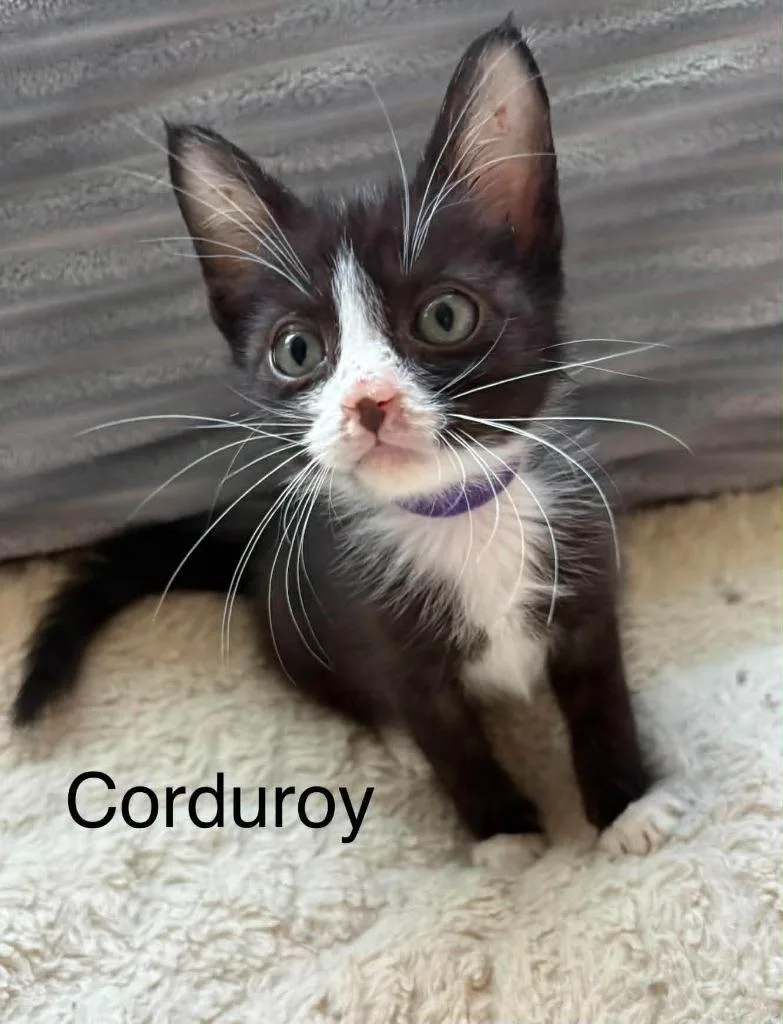 Corduroy thumbnail 2