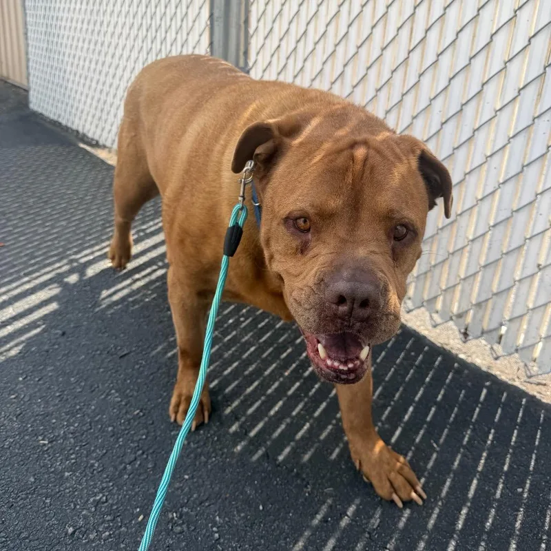 A senior extra large-sized male Red / Chestnut / Orange Bullmastiff dog named Laser for adoption in Birdsboro, PA
