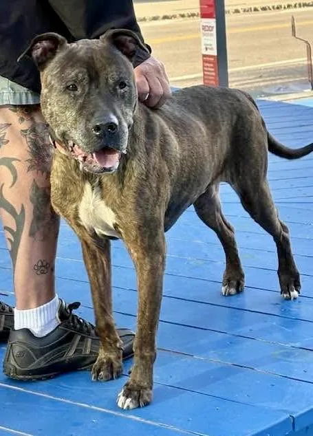 A senior medium-sized male Brindle Pit Bull Terrier dog named Fenster for adoption in Buffalo, NY