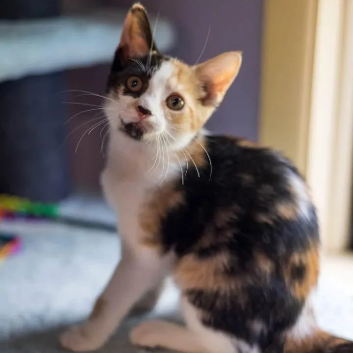 A baby medium-sized female Calico Domestic Short Hair cat named Luna for adoption in Schnecksville, PA