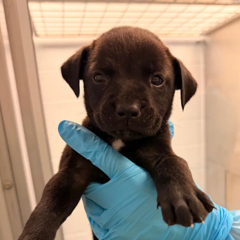 A baby medium-sized male Brown / Chocolate Mixed Breed dog named Aioli for adoption in West Palm Beach, FL