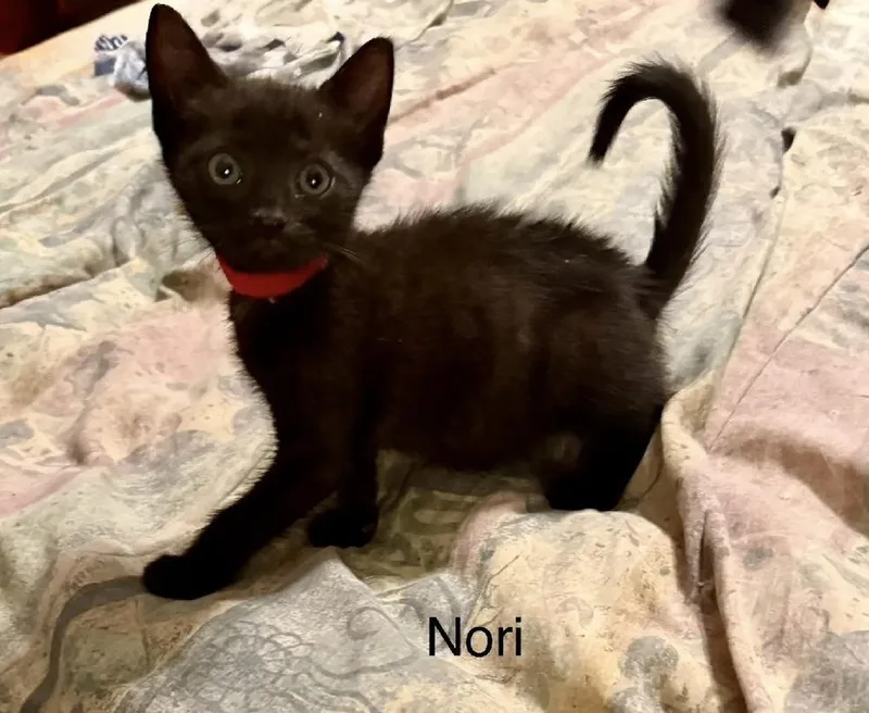 A baby small-sized male Black Domestic Short Hair cat named Nori for adoption in Safety Harbor, FL
