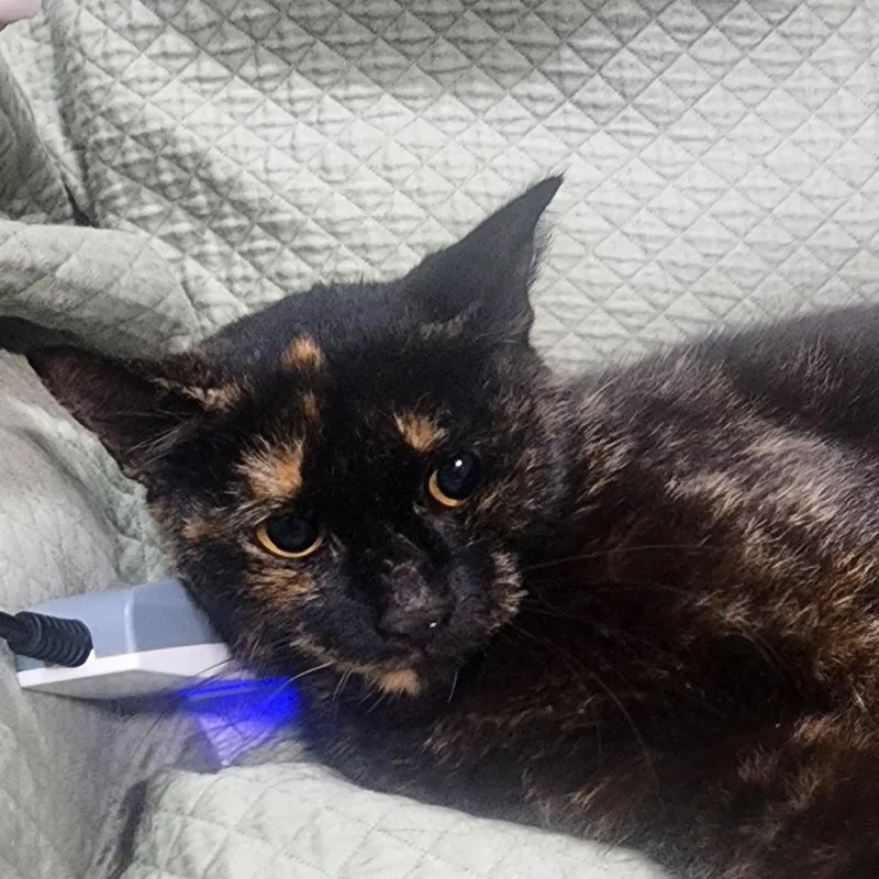 An adult medium-sized female Brown / Chocolate Domestic Short Hair cat named Mabel for adoption in Boston, MA