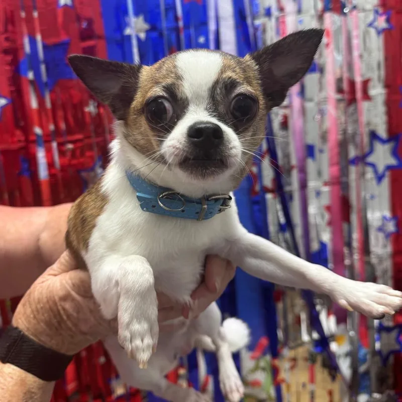A young small-sized male White / Cream Chihuahua dog named Winston for adoption in Normal, IL