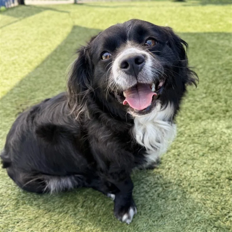 An adult small-sized female Black Cocker Spaniel dog named Oreo for adoption in Hawthorne, CA