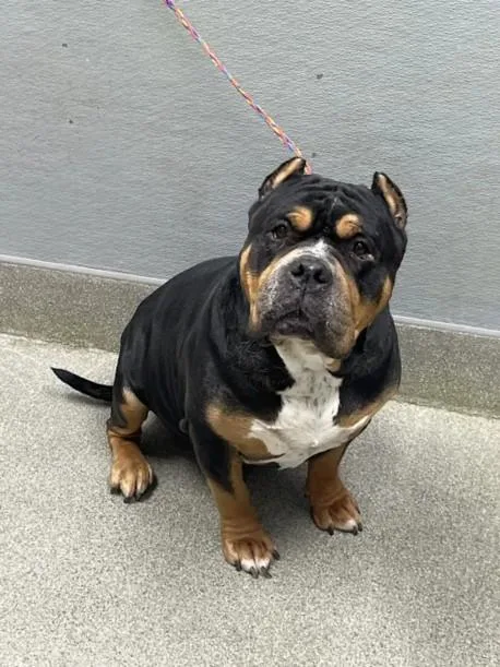 An adult large-sized male American Bulldog dog named Ghost for adoption in Las Vegas, NV