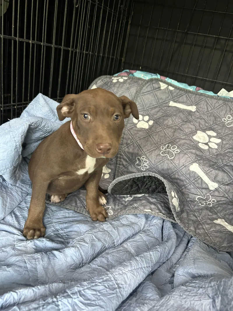 A young large-sized female Pit Bull Terrier dog named Sadee for adoption in Texarkana, TX