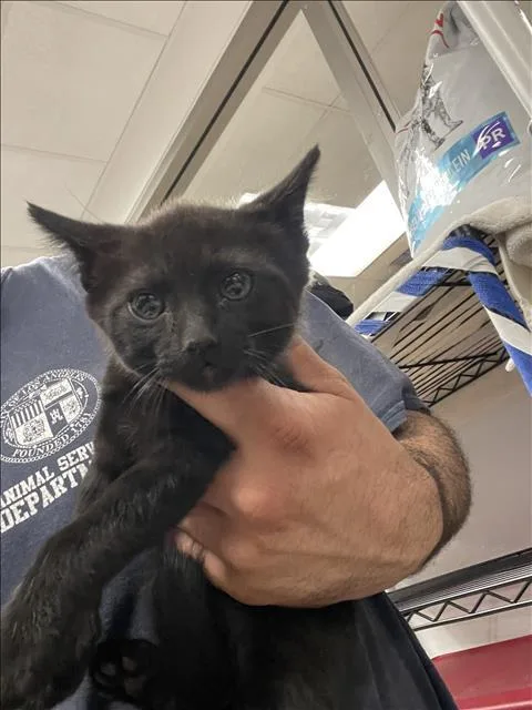 A baby small-sized male Domestic Short Hair cat named Onyx for adoption in Van Nuys, CA