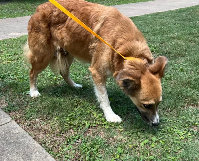 An adult large-sized female Border Collie dog named Luna for adoption in Nacogdoches, TX