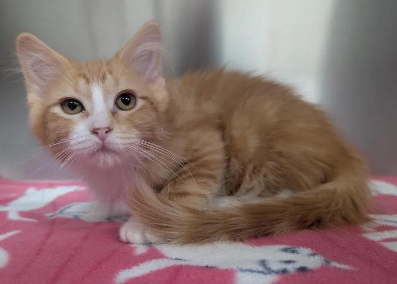 A young small-sized female Orange & White Domestic Medium Hair cat named Marmalade for adoption in New Ulm, MN