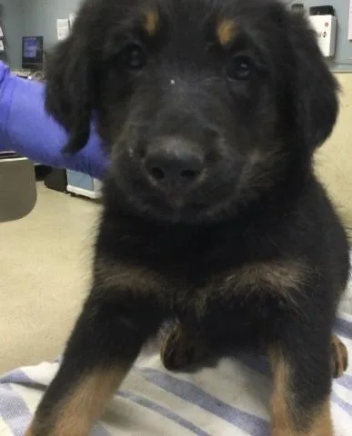 A baby small-sized female German Shepherd Dog dog named Honey for adoption in Riverside, CA