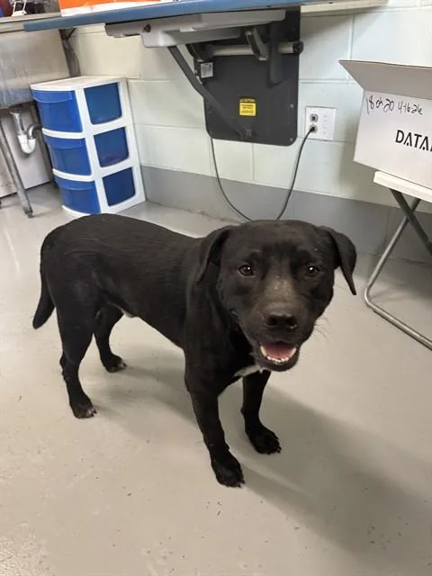 An adult medium-sized male Staffordshire Bull Terrier dog named Dice for adoption in Corpus Christi, TX