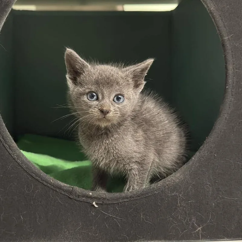 A baby small-sized female Gray / Blue / Silver Russian Blue cat named Ethel for adoption in Kansas City, MO
