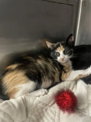 A baby small-sized female Domestic Short Hair cat named Broadway for adoption in Houston, TX
