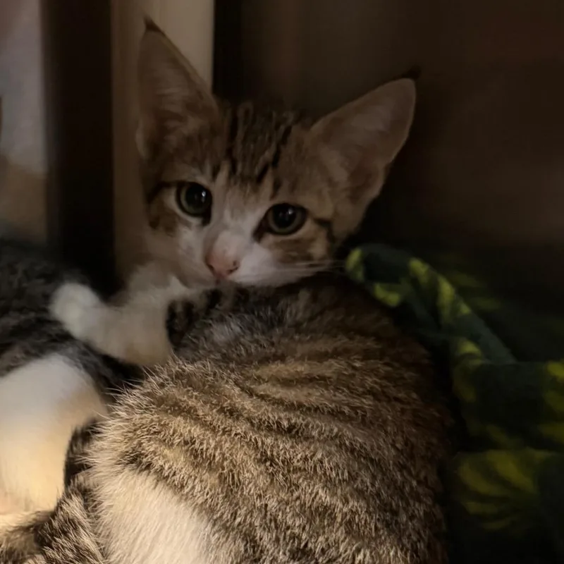 A baby small-sized male Brown / Chocolate Domestic Short Hair cat named Roni Roll for adoption in Newark, DE