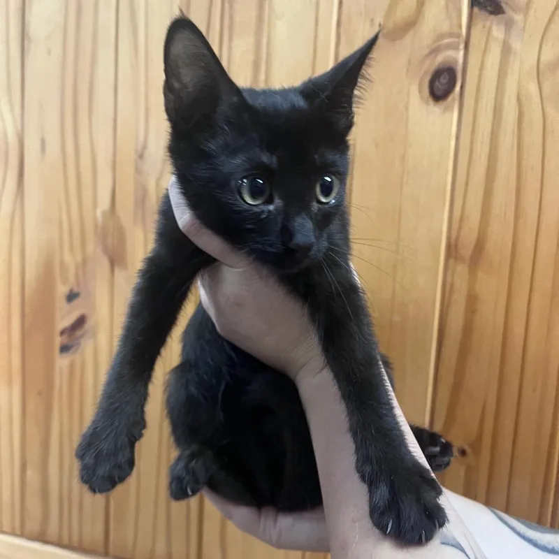 A baby small-sized female Black Domestic Short Hair cat named Brazos for adoption in Waco, TX