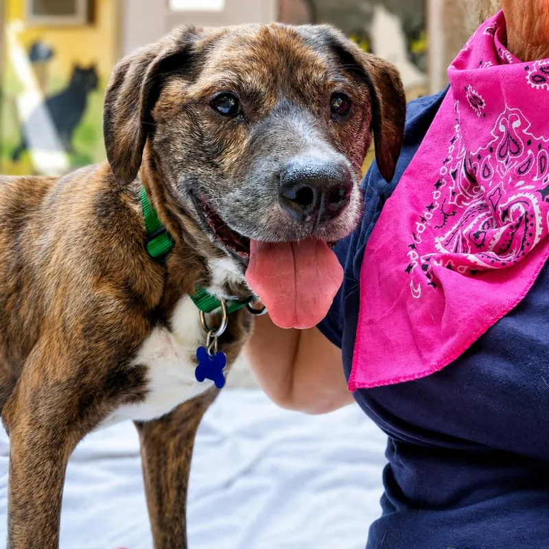 A senior medium-sized male Brindle Mixed Breed dog named Johnny for adoption in Hopkinton, MA