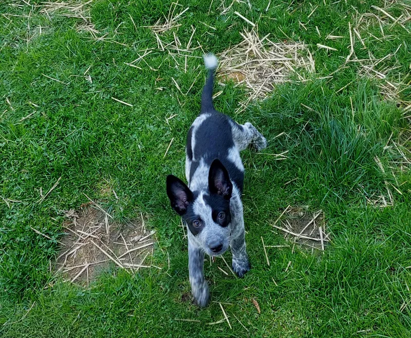 Piper