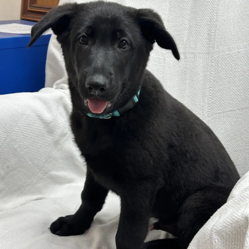 A baby large-sized male Black German Shepherd Dog dog named Binks for adoption in Iuka, MS